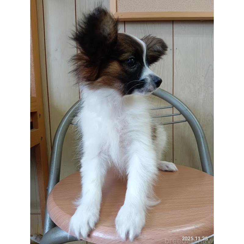 販売中の千葉県のパピヨン-411517の24枚目