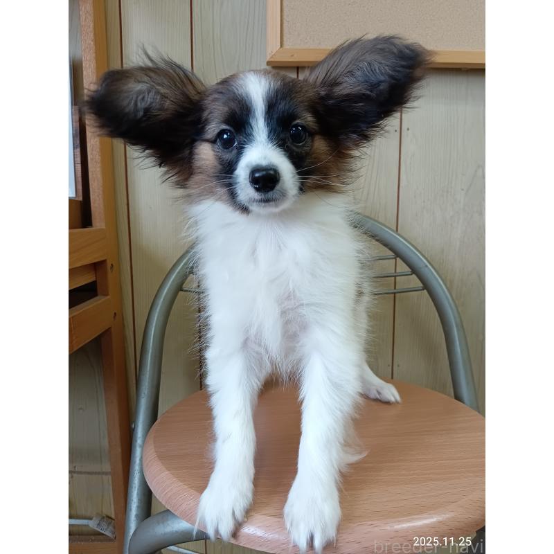 販売中の千葉県のパピヨン-411517の23枚目