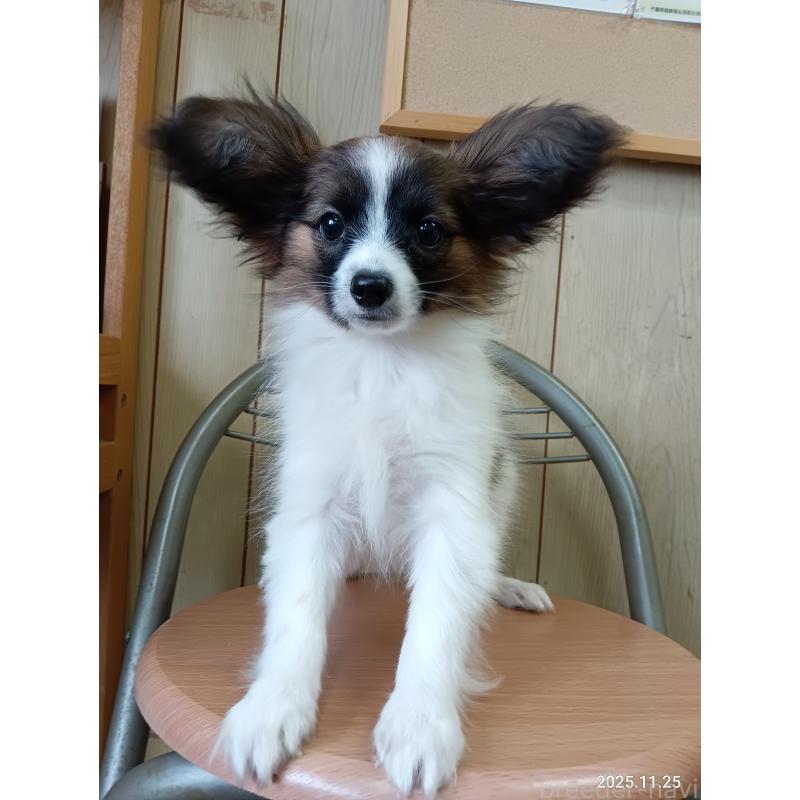 販売中の千葉県のパピヨン-411517の22枚目