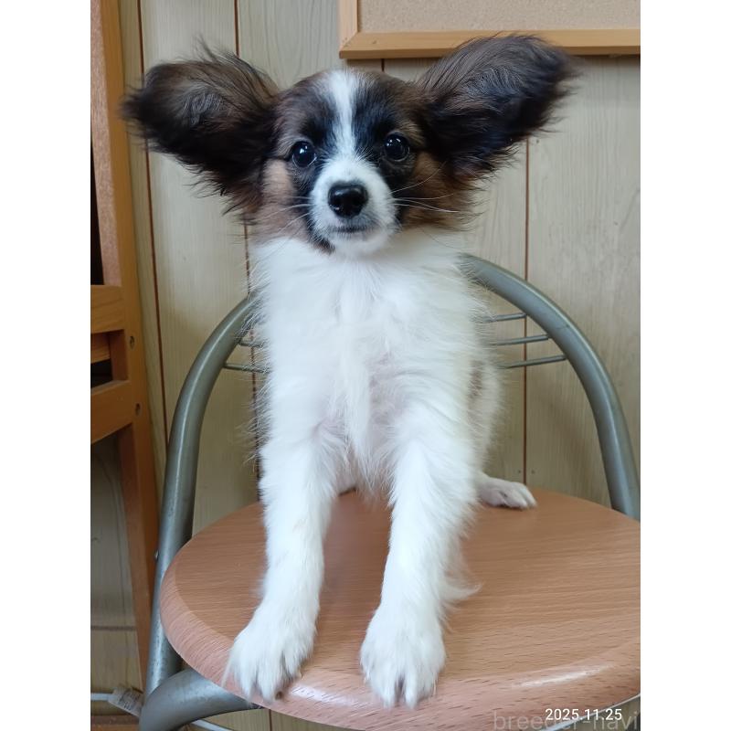 販売中の千葉県のパピヨン-411517の21枚目