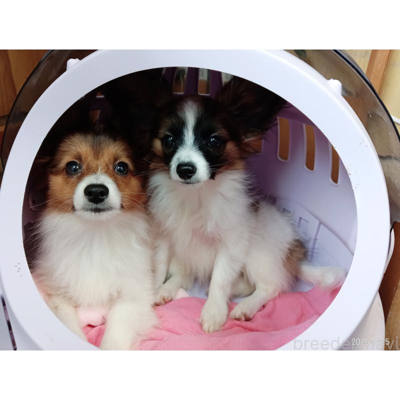 販売中の千葉県のパピヨン-411517の20枚目