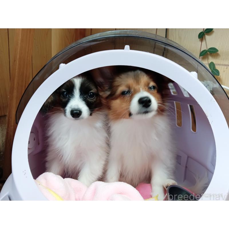 販売中の千葉県のパピヨン-411517の19枚目