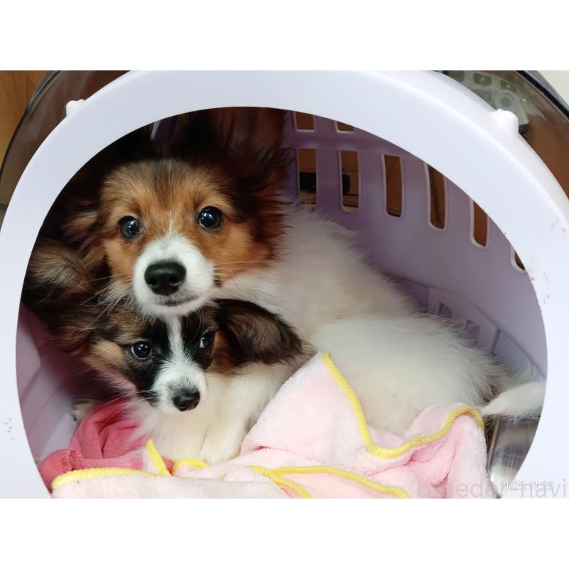 販売中の千葉県のパピヨン-411517の17枚目