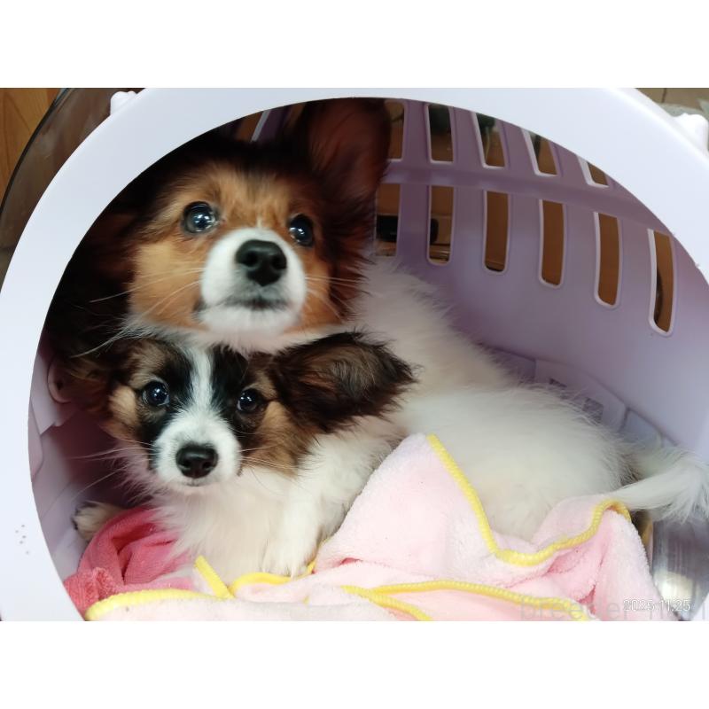 販売中の千葉県のパピヨン-411517の16枚目