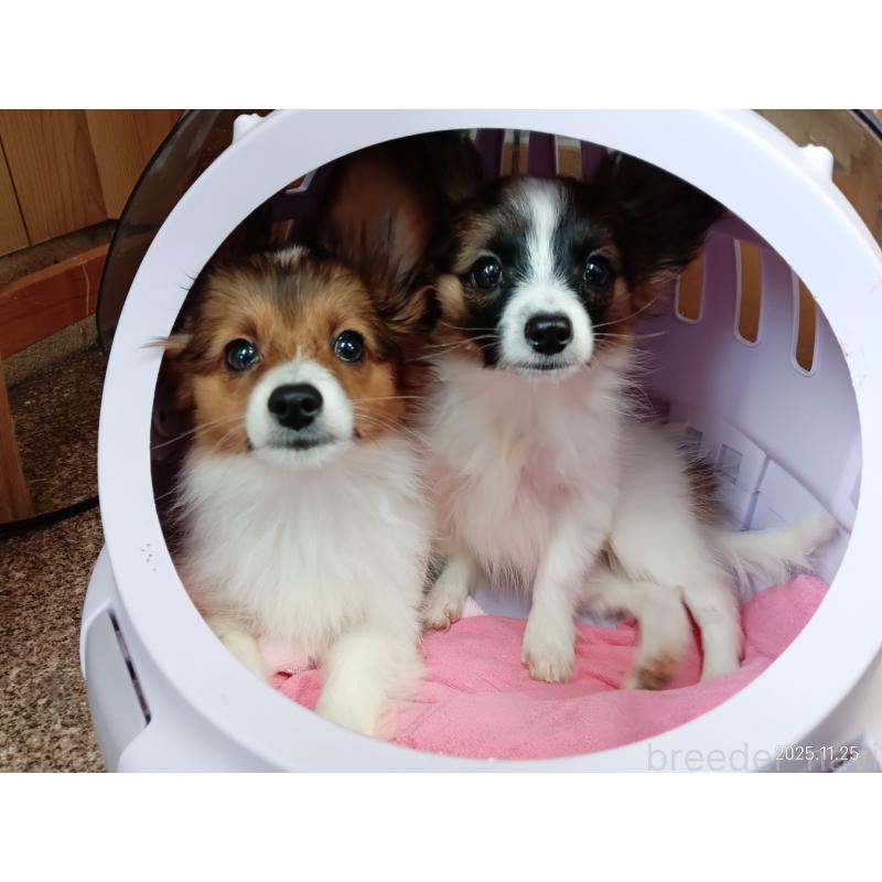 販売中の千葉県のパピヨン-411517の15枚目