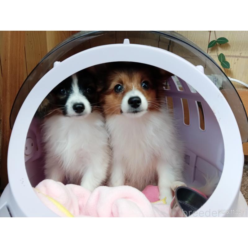 販売中の千葉県のパピヨン-411517の14枚目