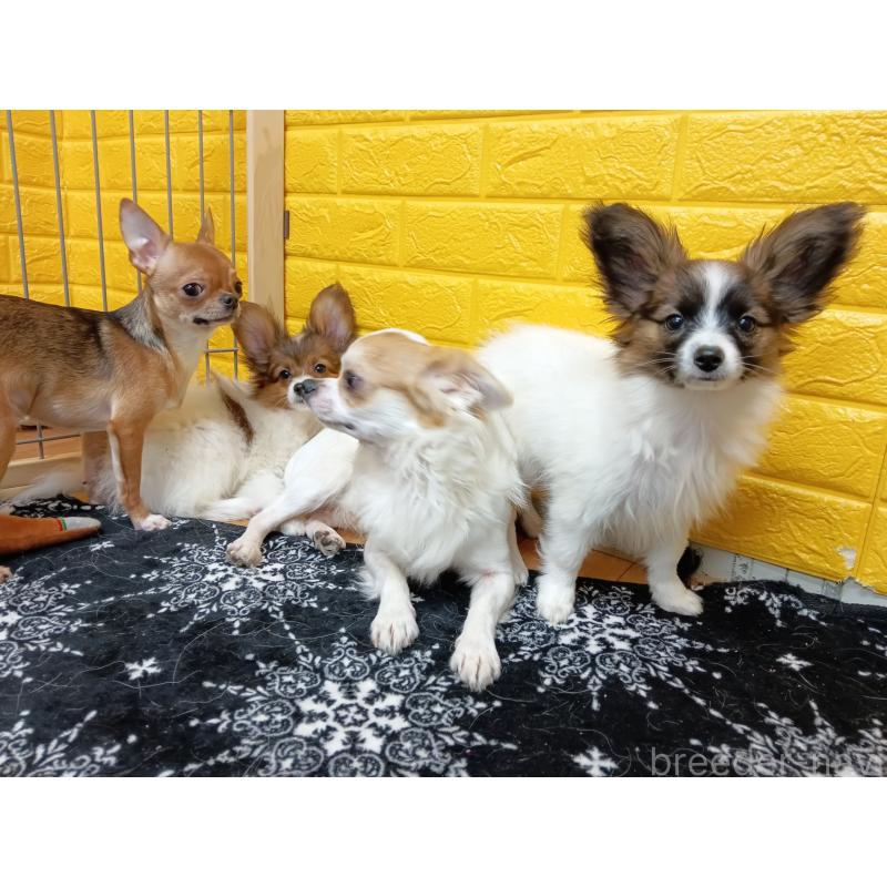 販売中の千葉県のパピヨン-411517の13枚目