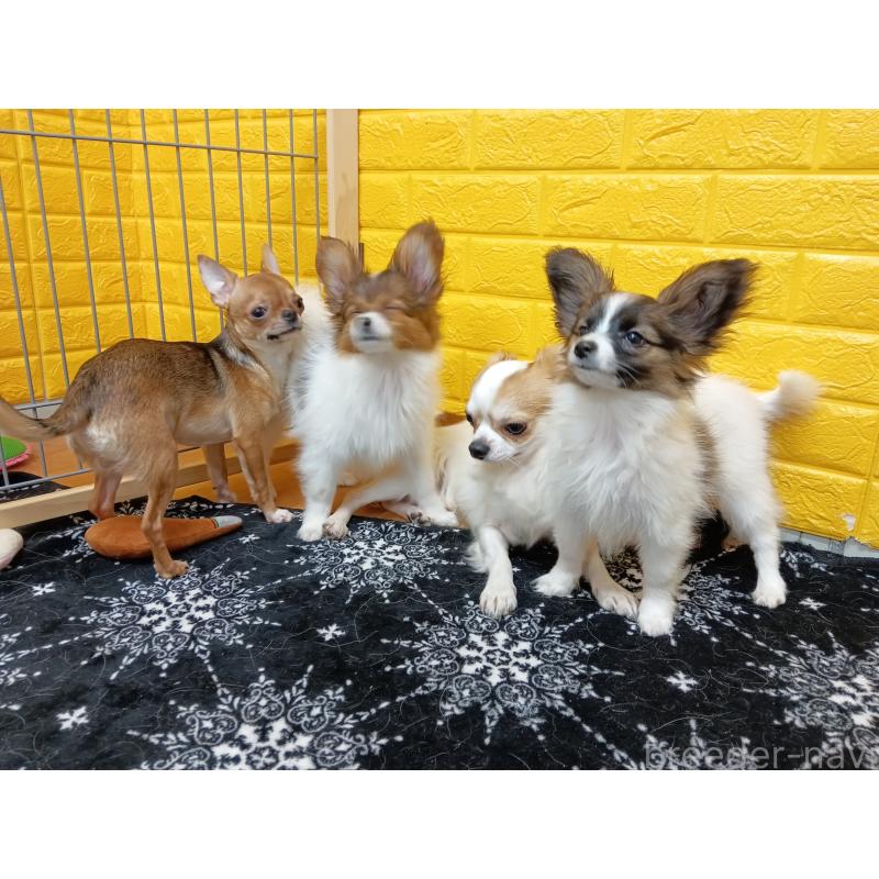 販売中の千葉県のパピヨン-411517の12枚目