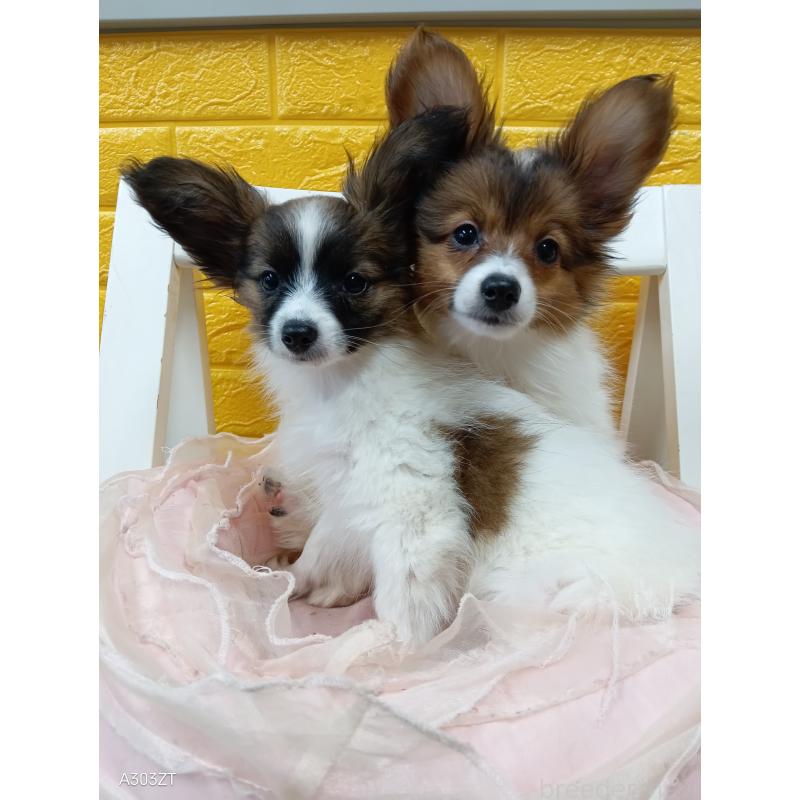 販売中の千葉県のパピヨン-411517の11枚目