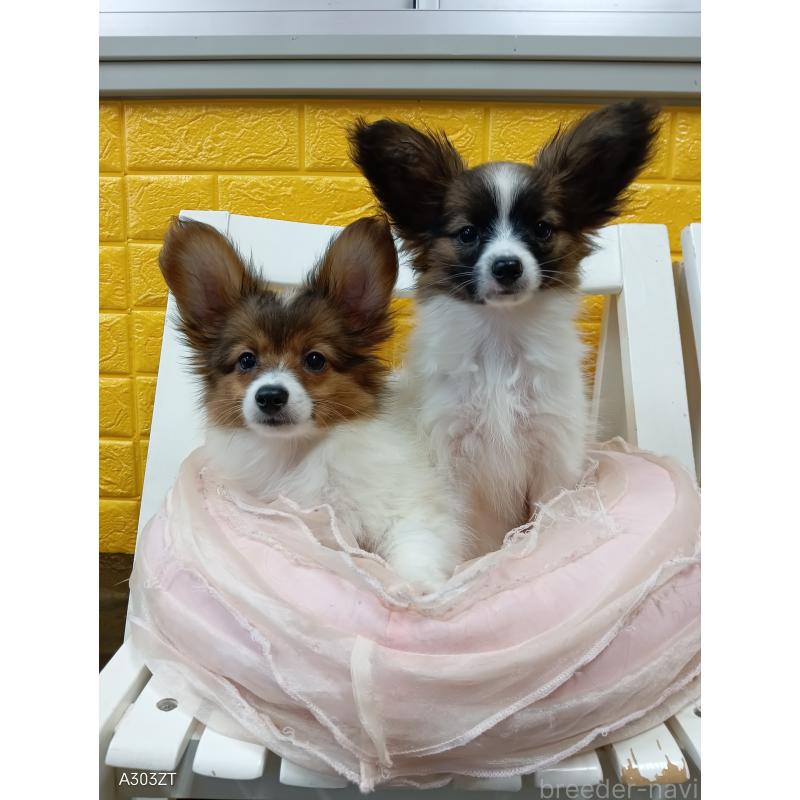 販売中の千葉県のパピヨン-411517の10枚目