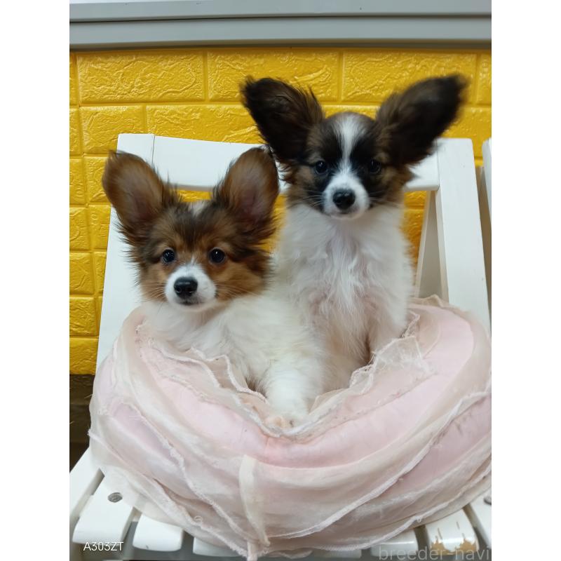 販売中の千葉県のパピヨン-411517の9枚目