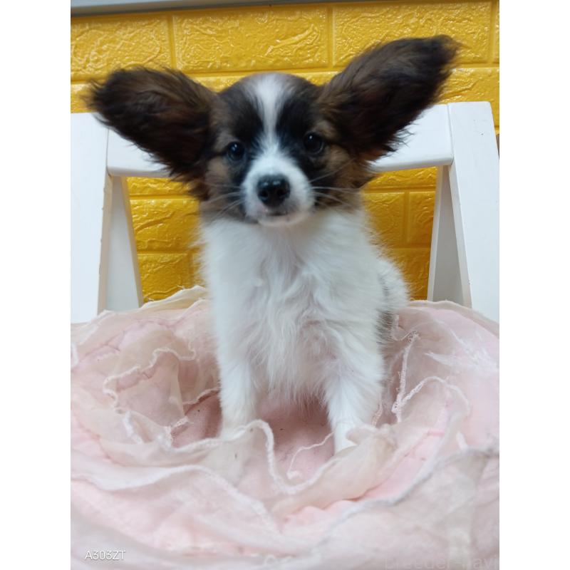 販売中の千葉県のパピヨン-411517の8枚目