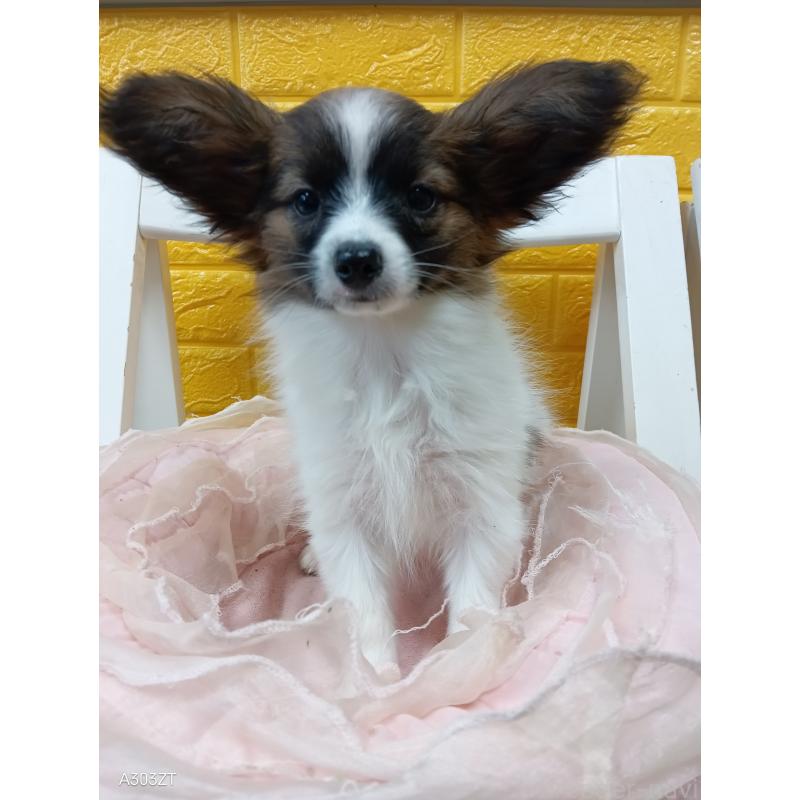 販売中の千葉県のパピヨン-411517の7枚目