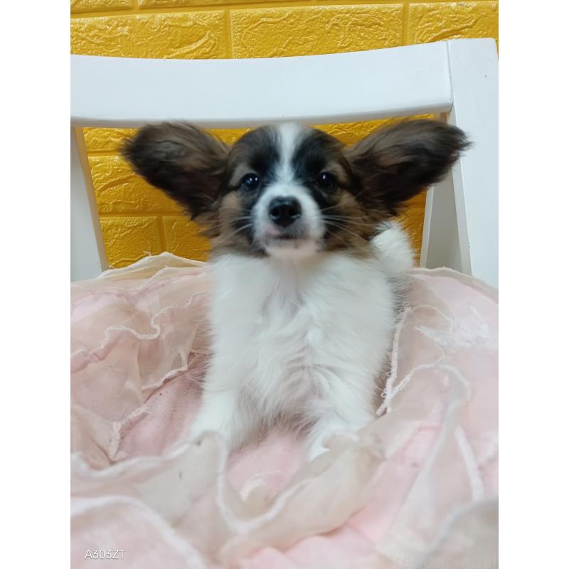 販売中の千葉県のパピヨン-411517の6枚目