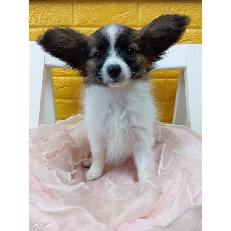 販売中の千葉県のパピヨン-411517の5枚目