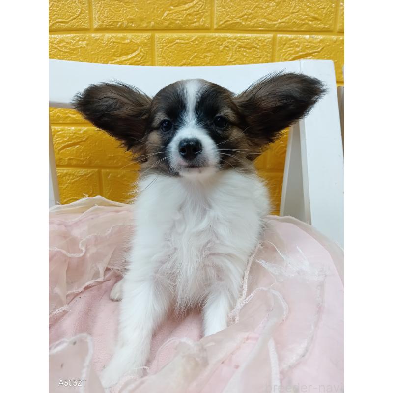 販売中の千葉県のパピヨン-411517の4枚目