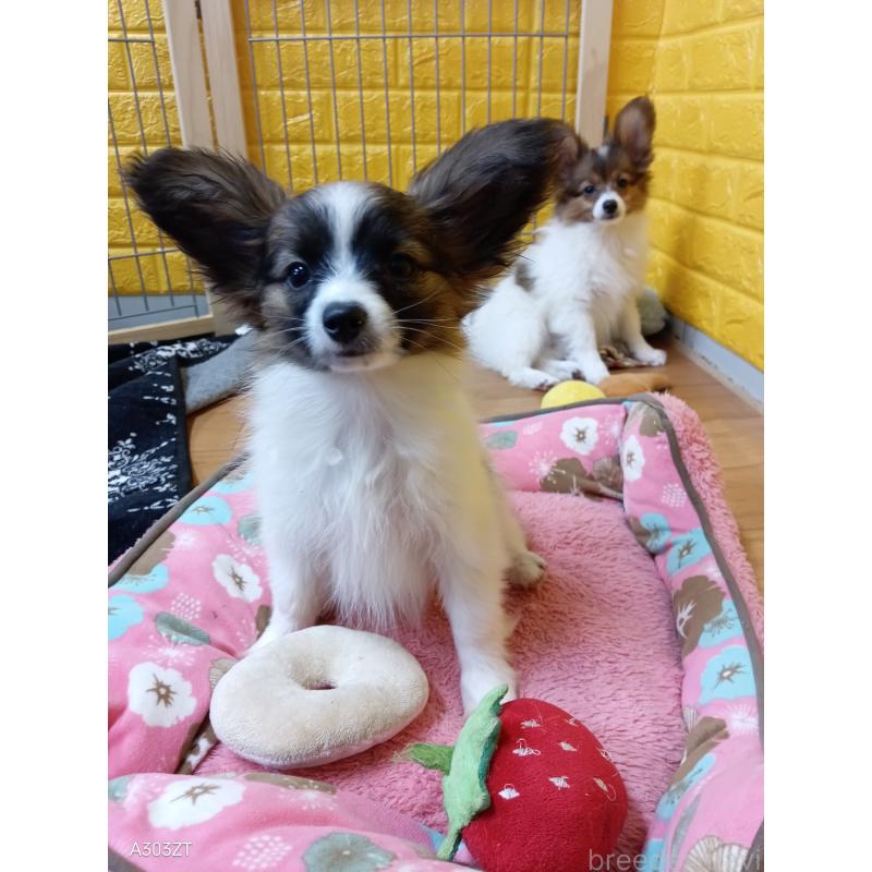 販売中の千葉県のパピヨン-411517の3枚目