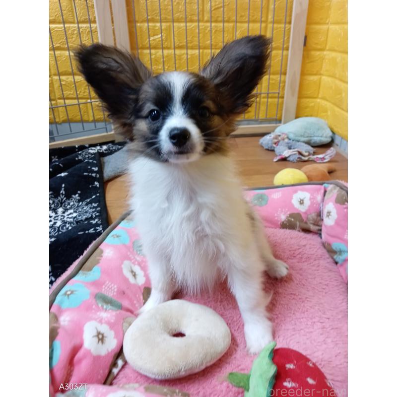 販売中の千葉県のパピヨン-411517の2枚目