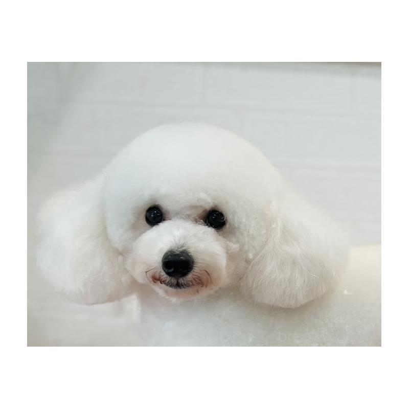 販売中の福岡県のトイプードル-427351の5枚目