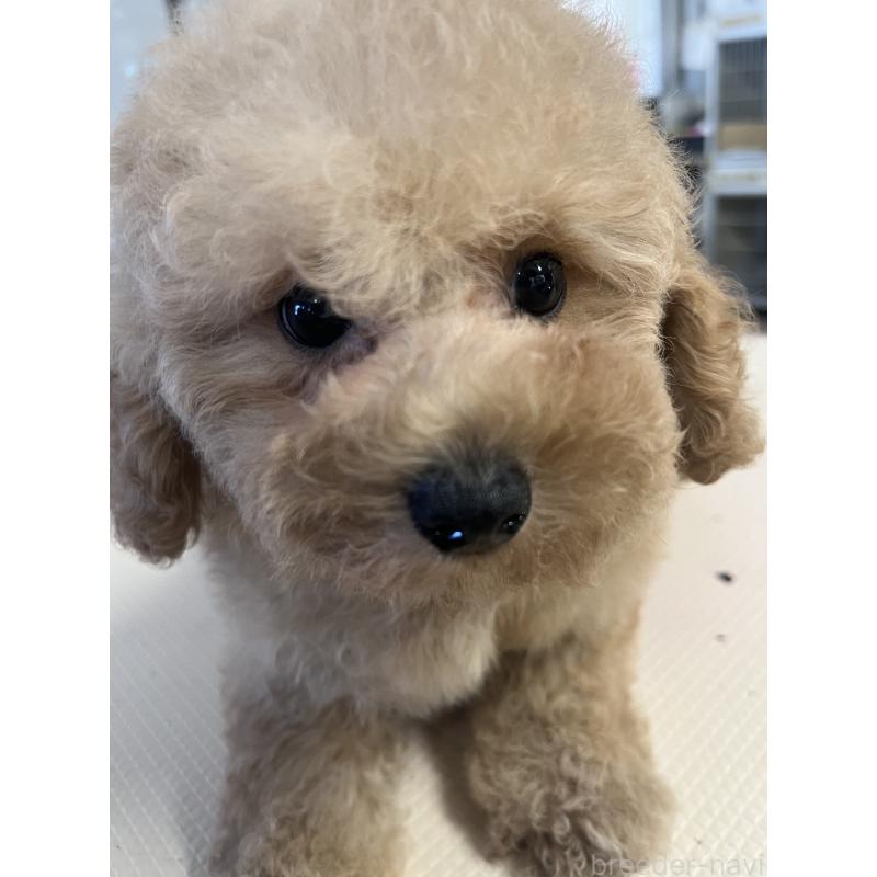 商談中の山梨県のビションプー:ビションフリーゼ×トイプードル-422960の2枚目