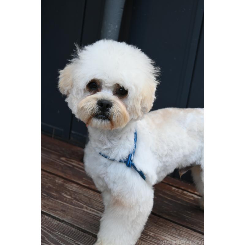 販売中の山口県のミックス犬-387247の3枚目