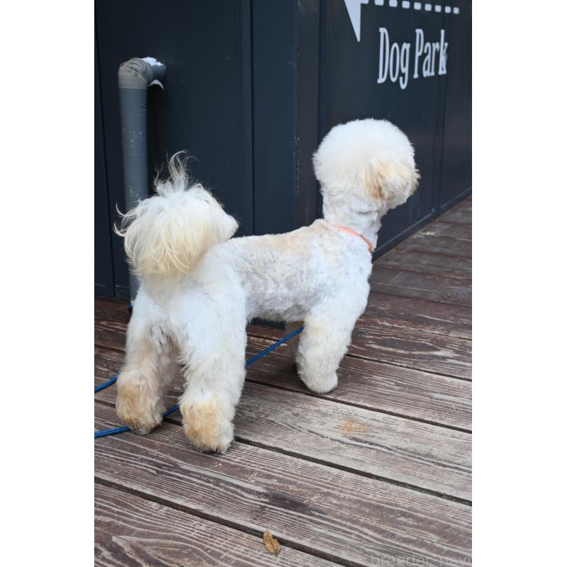 販売中の山口県のミックス犬-387247の2枚目