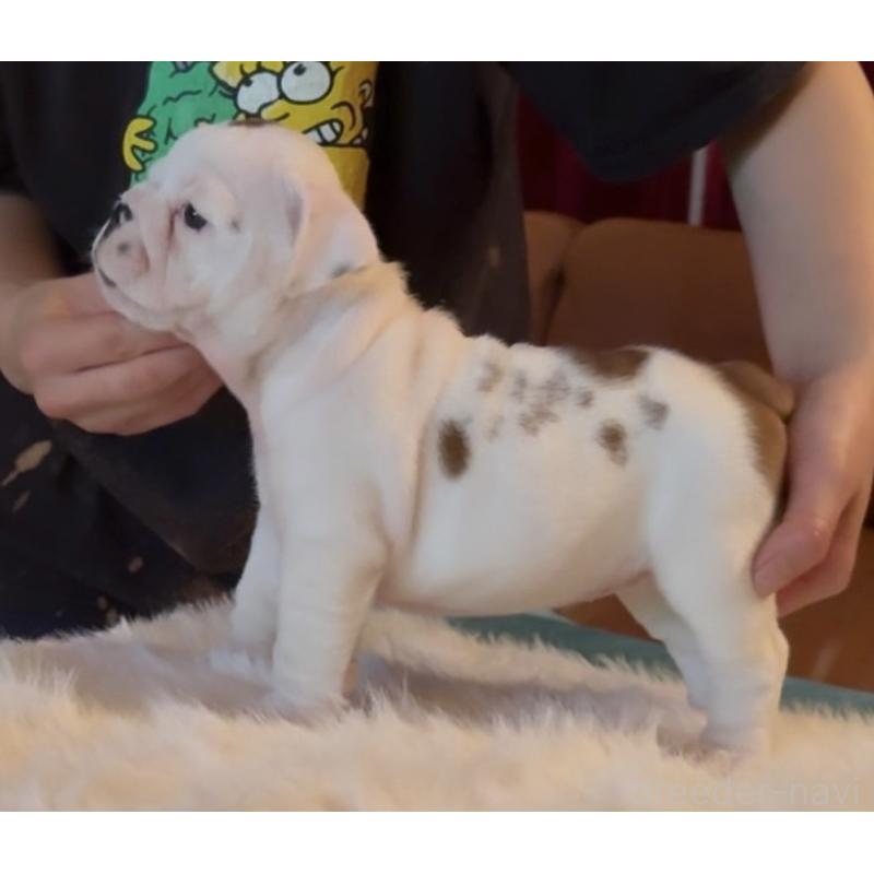 販売中の埼玉県のブルドッグ-429565の2枚目