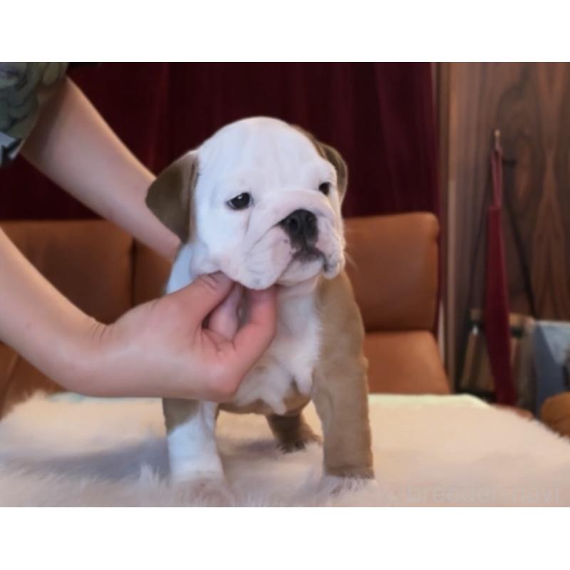 販売中の埼玉県のブルドッグ-429566の4枚目