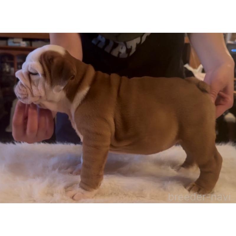 販売中の埼玉県のブルドッグ-429566の2枚目