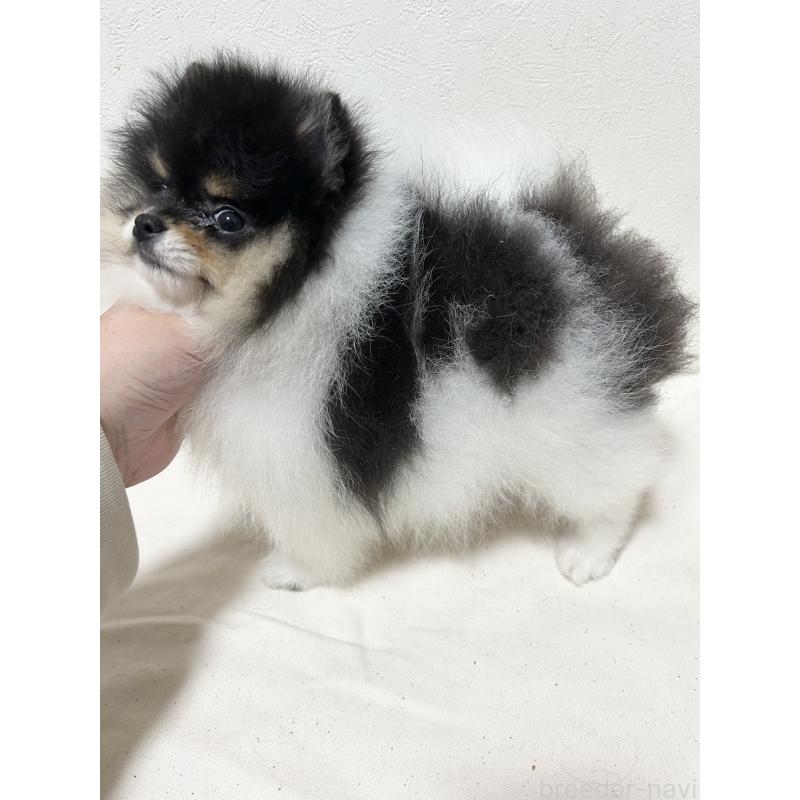 販売中の大阪府のポメラニアン-426460の2枚目