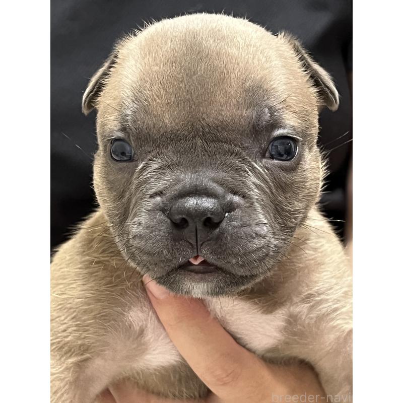 成約済の大阪府のアメリカンブリー-426676