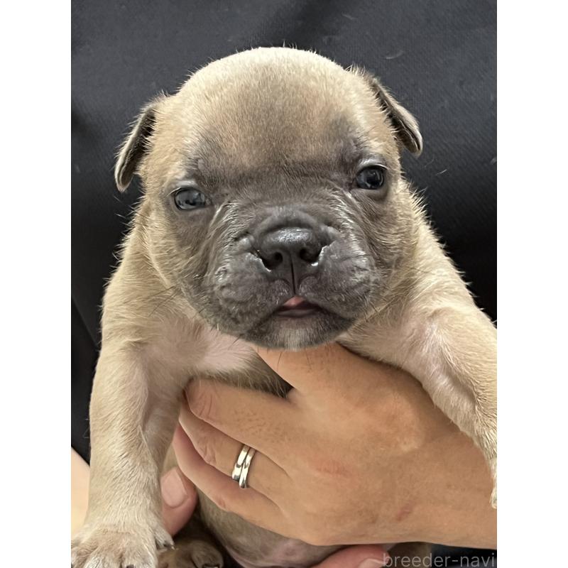 成約済の大阪府のアメリカンブリー-426676の6枚目