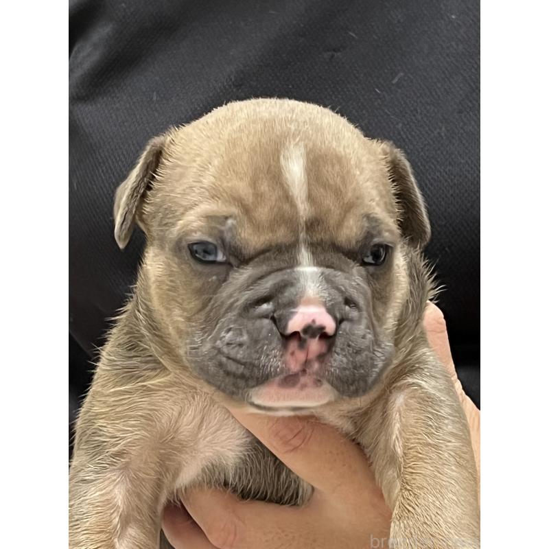 販売中の大阪府のアメリカンブリー-426675の11枚目