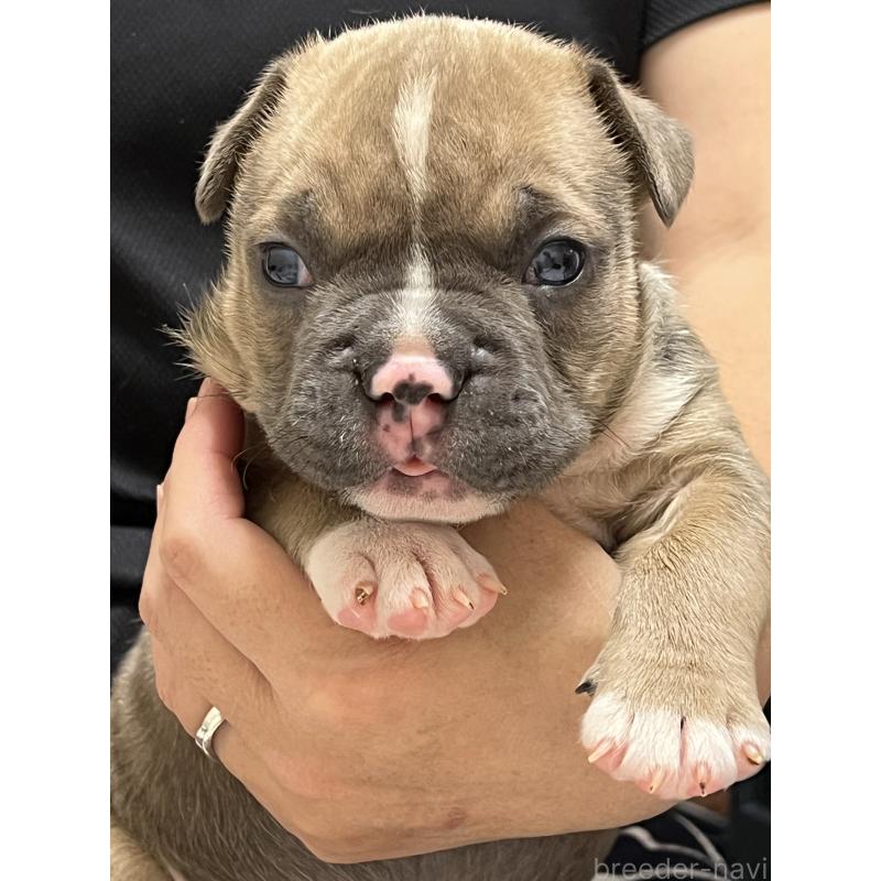 販売中の大阪府のアメリカンブリー-426675