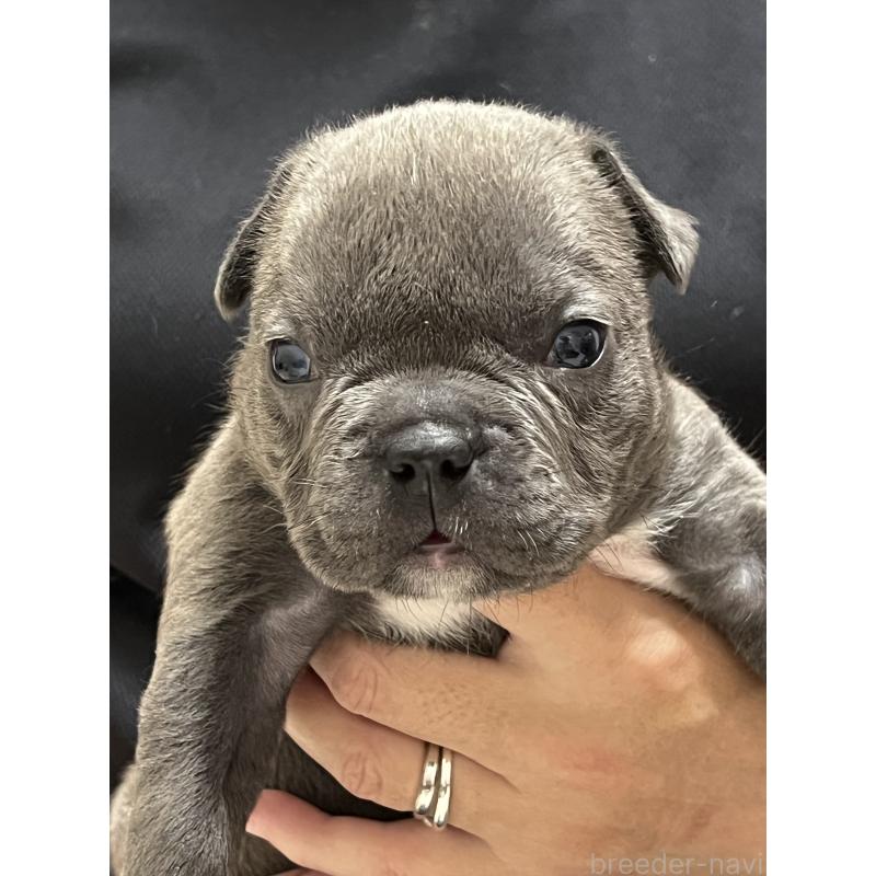 成約済の大阪府のアメリカンブリー-426677の3枚目