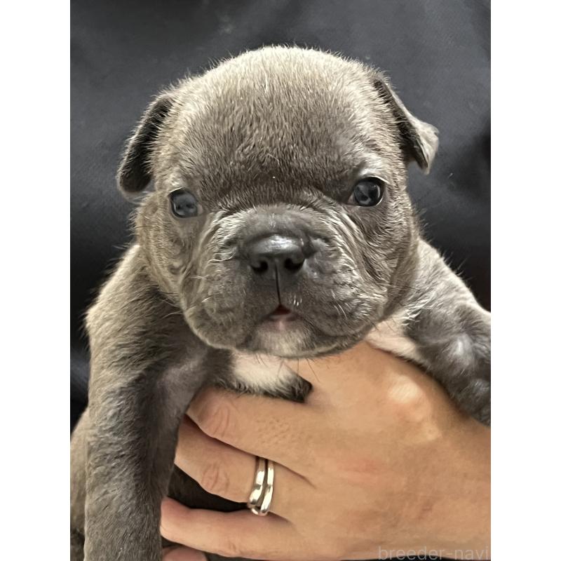 成約済の大阪府のアメリカンブリー-426677