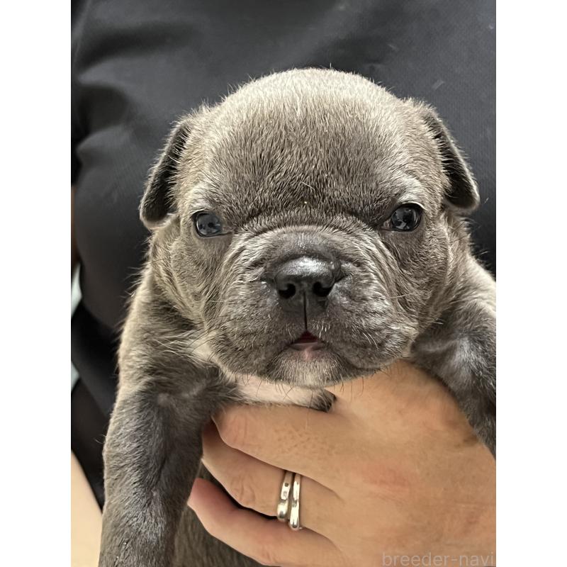 成約済の大阪府のアメリカンブリー-426677の2枚目