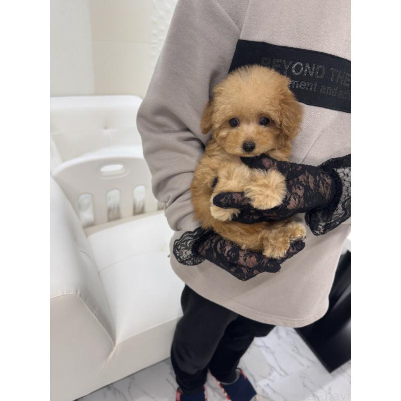 販売中の山梨県のティーカッププードル-421210の2枚目