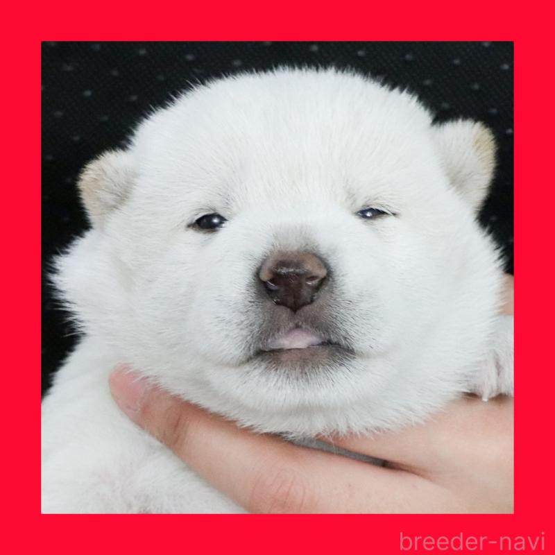 販売中の愛知県の柴犬-429567の1枚目