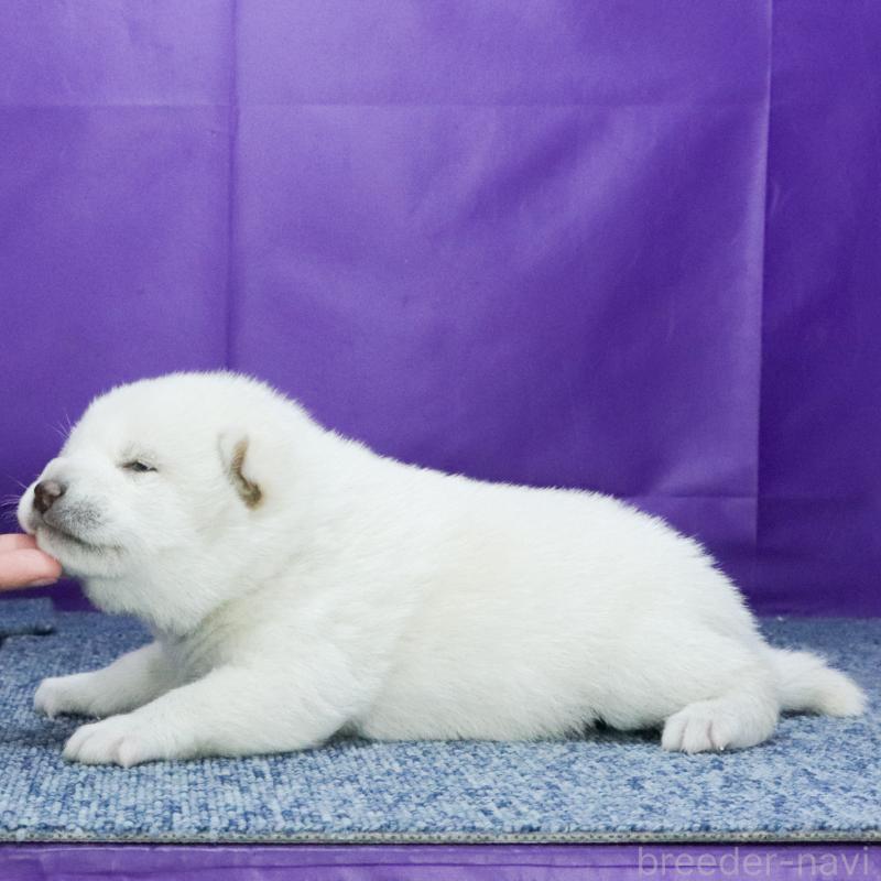 販売中の愛知県の柴犬-429567の3枚目