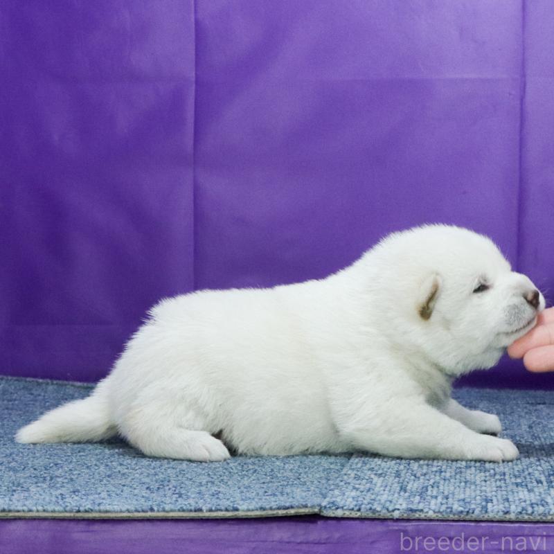 販売中の愛知県の柴犬-429567の2枚目