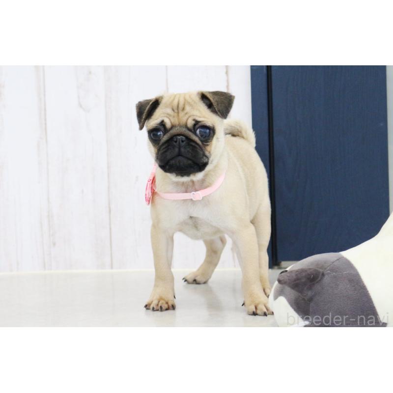 販売中の京都府のパグ-416404の6枚目