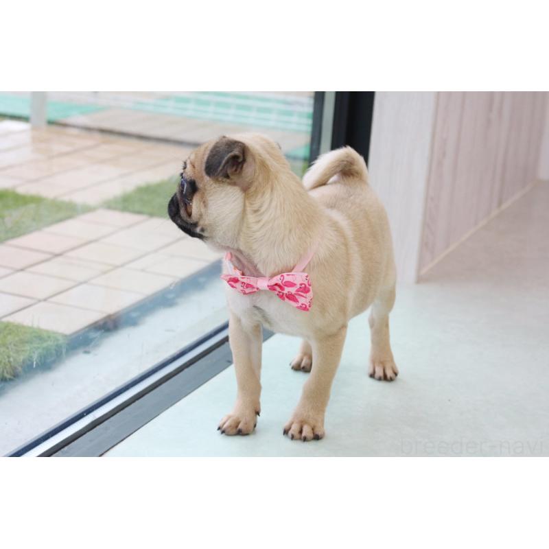 販売中の京都府のパグ-416404の4枚目