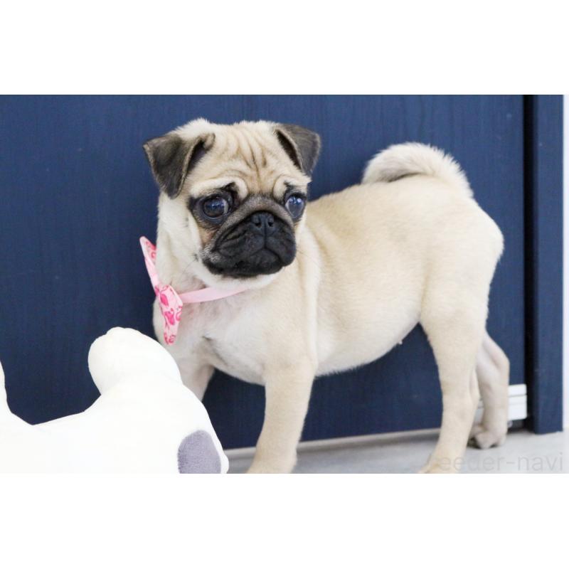 販売中の京都府のパグ-416404の3枚目