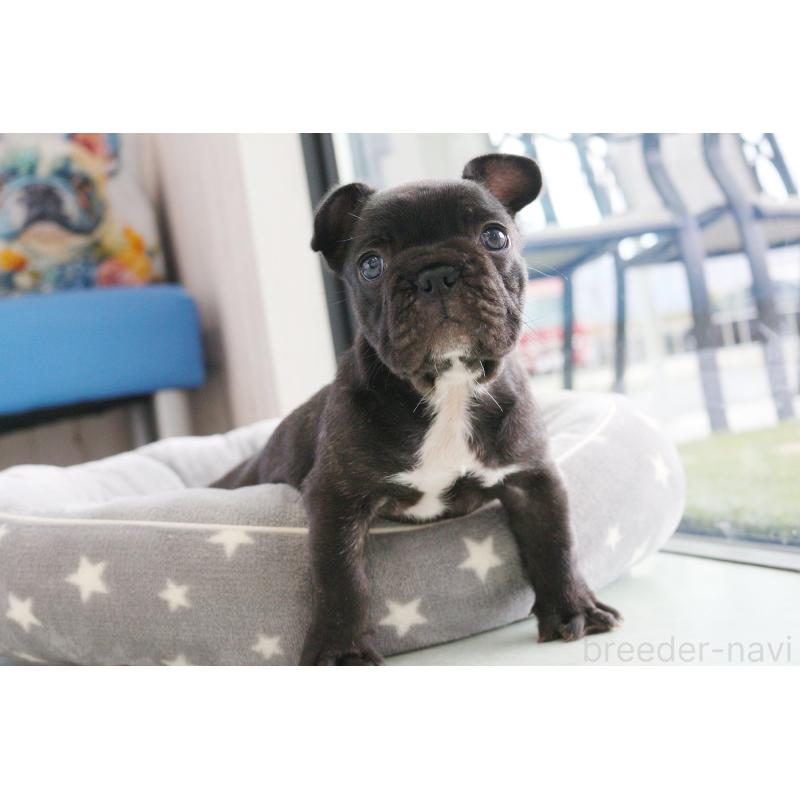 販売中の京都府のフレンチブルドッグ-424905の13枚目