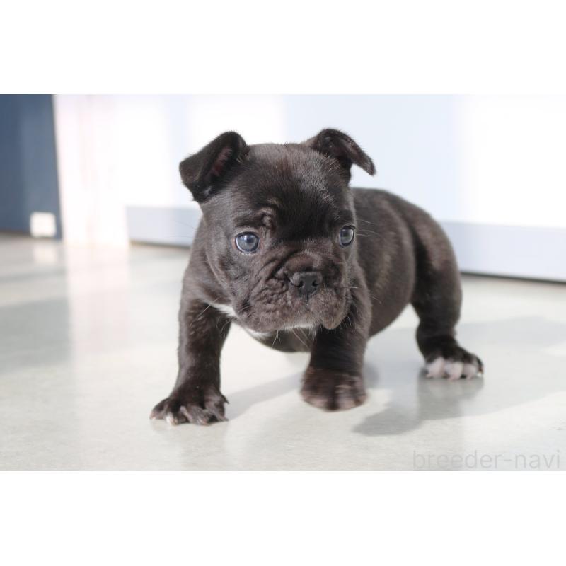 販売中の京都府のフレンチブルドッグ-424905の12枚目