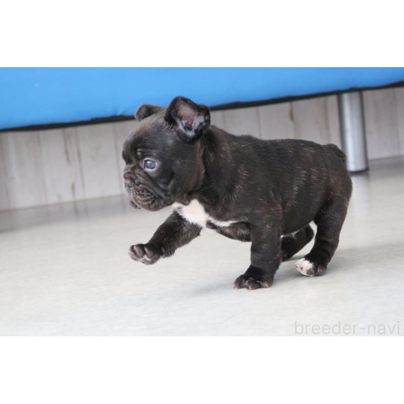 販売中の京都府のフレンチブルドッグ-424905の11枚目