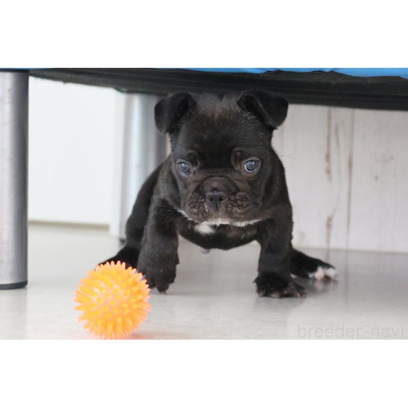 販売中の京都府のフレンチブルドッグ-424905の10枚目