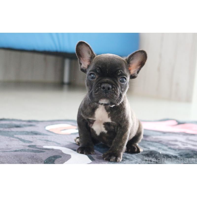 販売中の京都府のフレンチブルドッグ-426767の12枚目