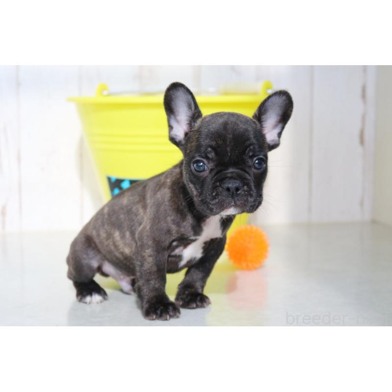 販売中の京都府のフレンチブルドッグ-426767の11枚目